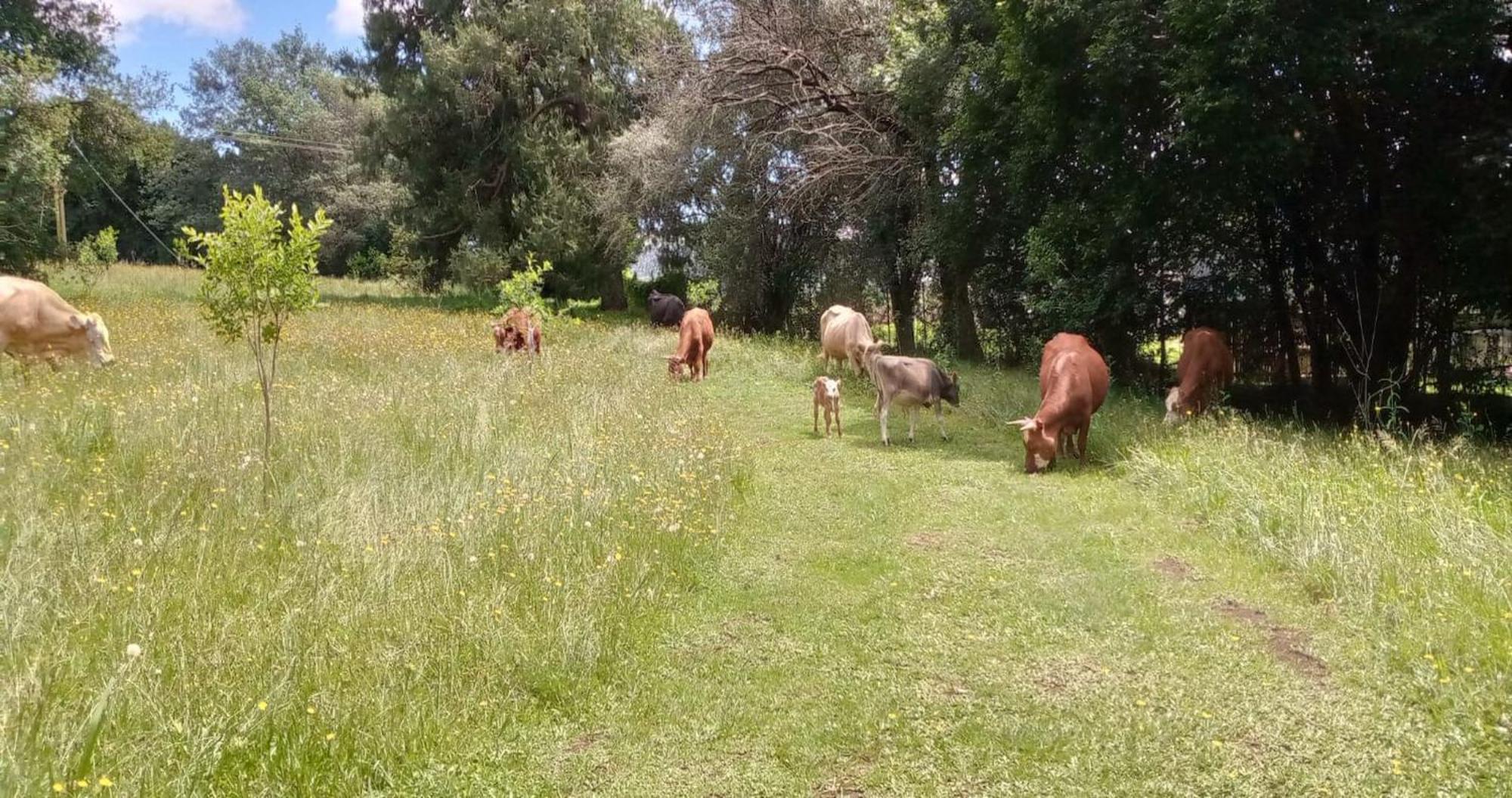 Dargle & Caravan Site Parque de Campismo Gomane